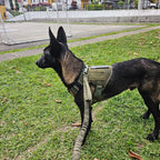Tactical Dog Harness Leash Set for Large Dogs Military Harnesses for Training Walking Hunting Pet Vest Handle No Pull Malinois